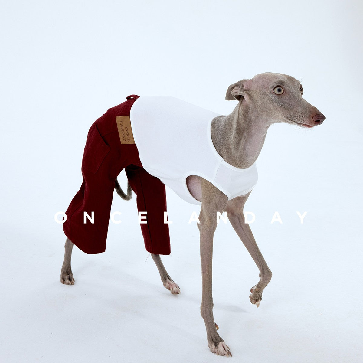 Dog modeling red jeans and a white sleeveless top.