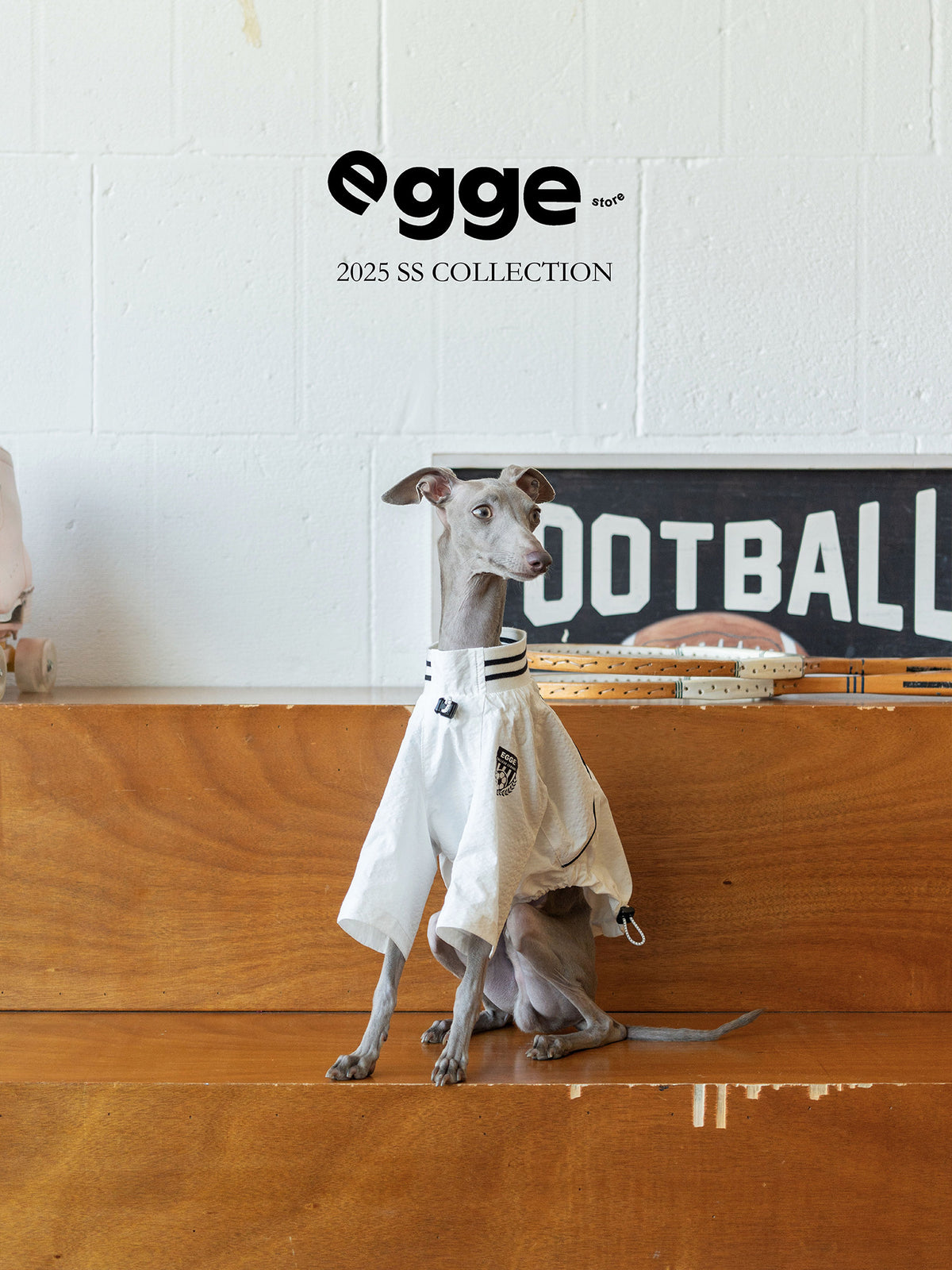 Italian Greyhound wearing a white Egge basketball dog jersey.