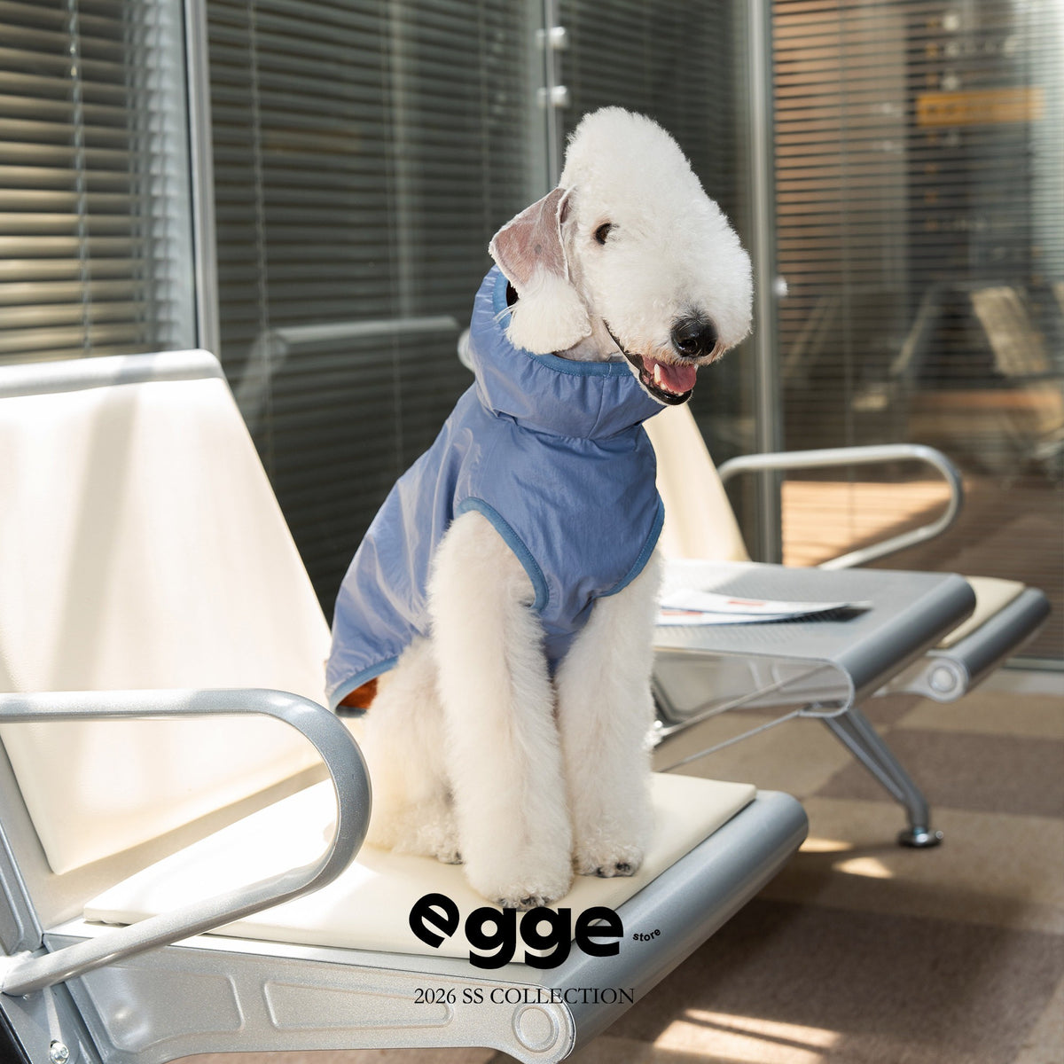 Seated dog wearing a blue vest with pale pink trim.