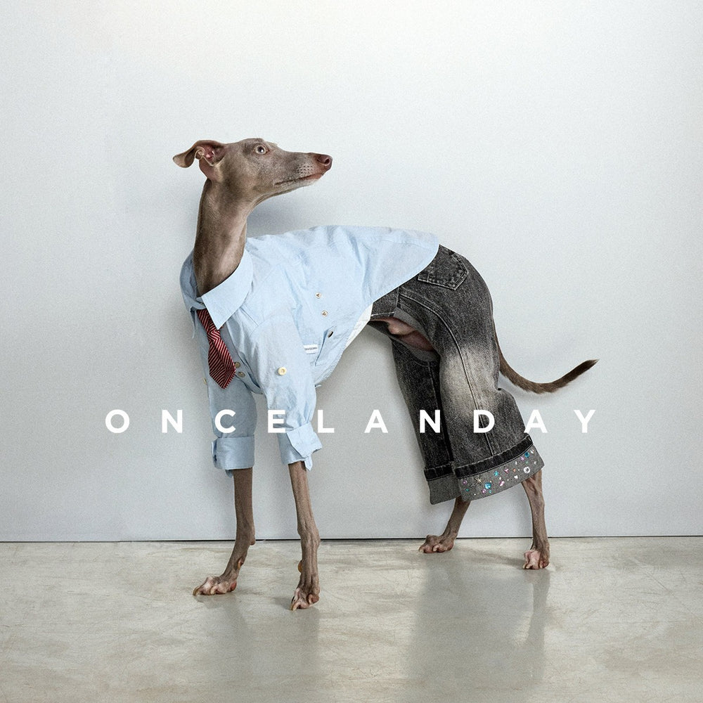 Dog wearing gray flared jeans with a light blue shirt.