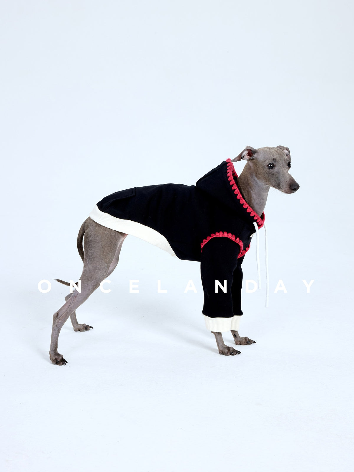 Dog wearing a black sweater with red trim and a white letter N.