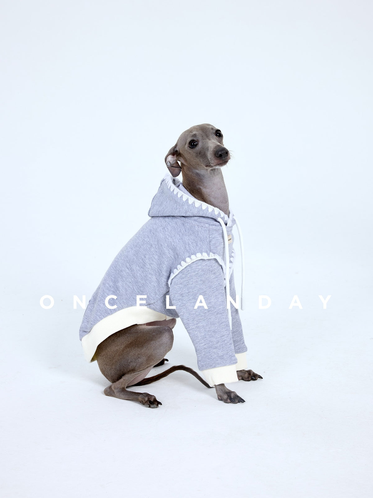 Seated dog wearing a lavender sweater with cream edging.