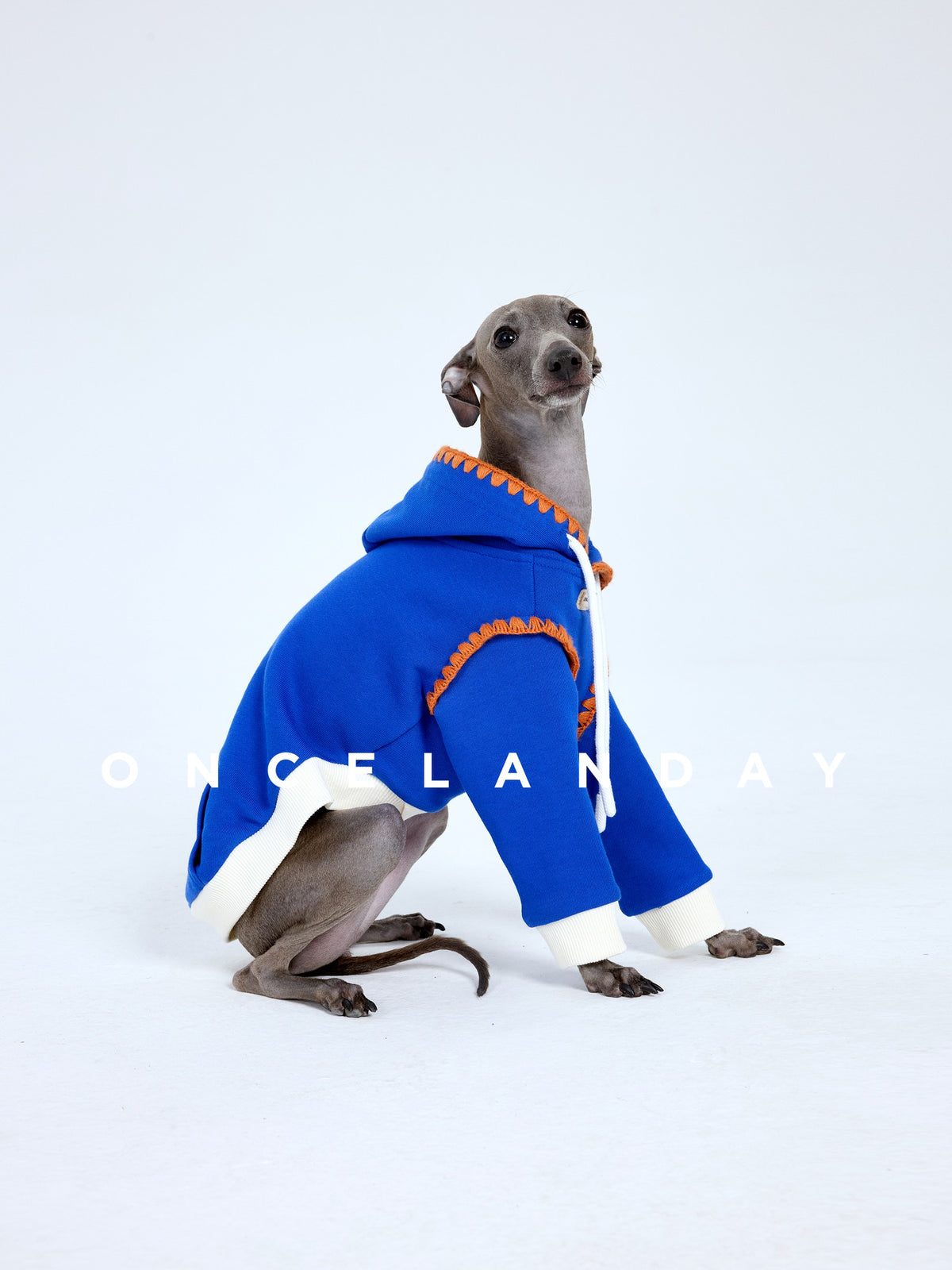 Seated dog wearing a bright blue sweater with orange trim.