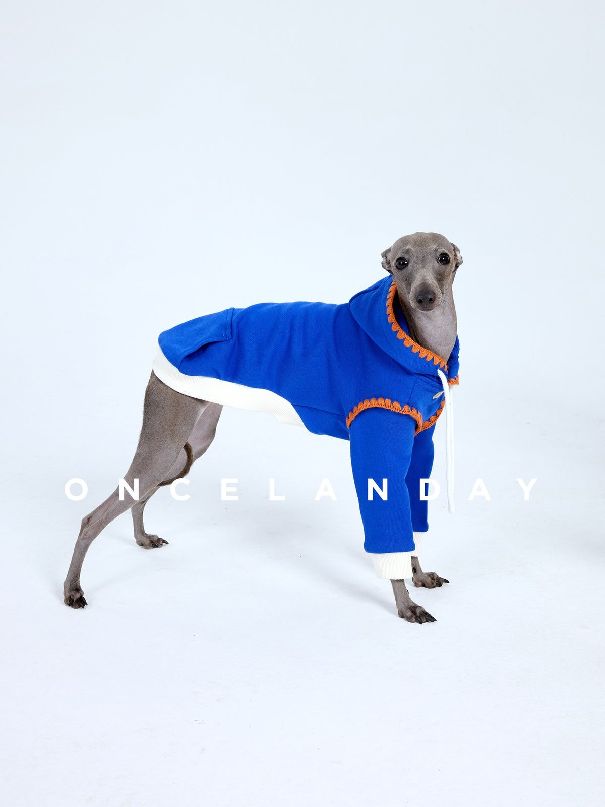 Side view of a bright blue dog sweater with orange edging.