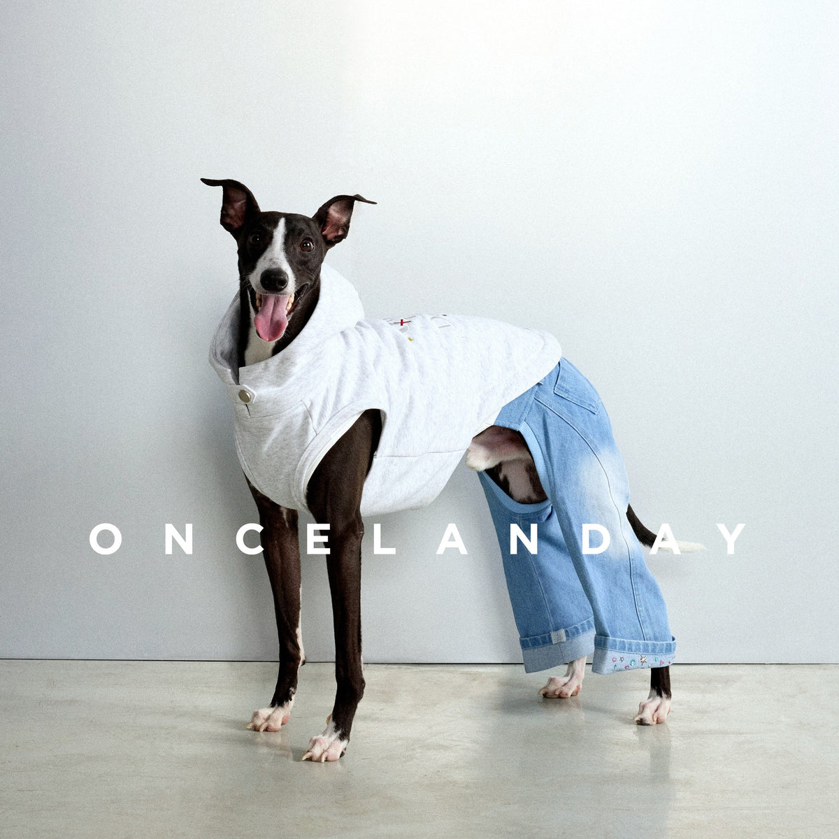 Dog wearing a white sleeveless hoodie and light blue jeans.