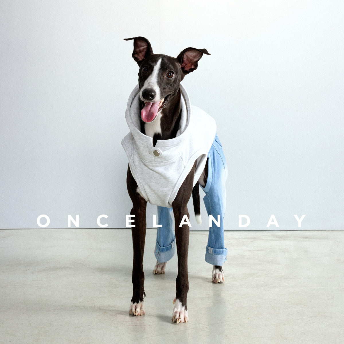 Front view of a white sleeveless dog hoodie.