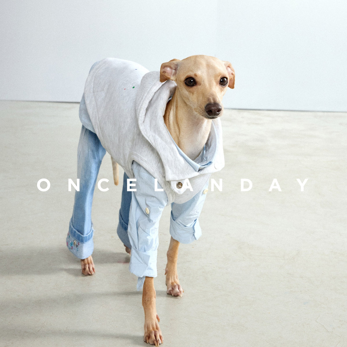 Dog modeling a white sleeveless hoodie with blue jeans.