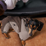 Dachshund wearing a gray colorblock puffer bodysuit.