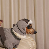 Dachshund wearing a gray puffer hood with fluffy edging.