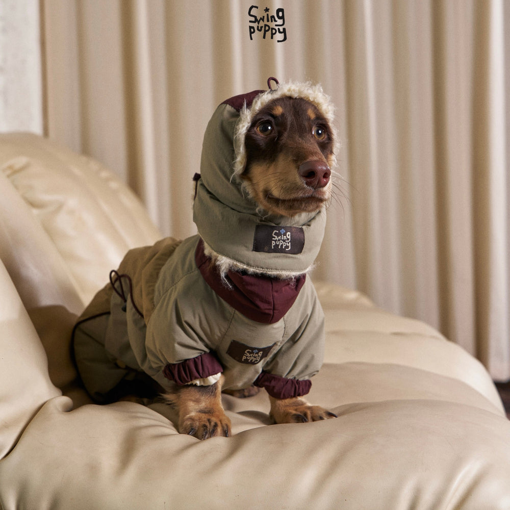 Dachshund wearing an olive hooded puffer bodysuit on a sofa.