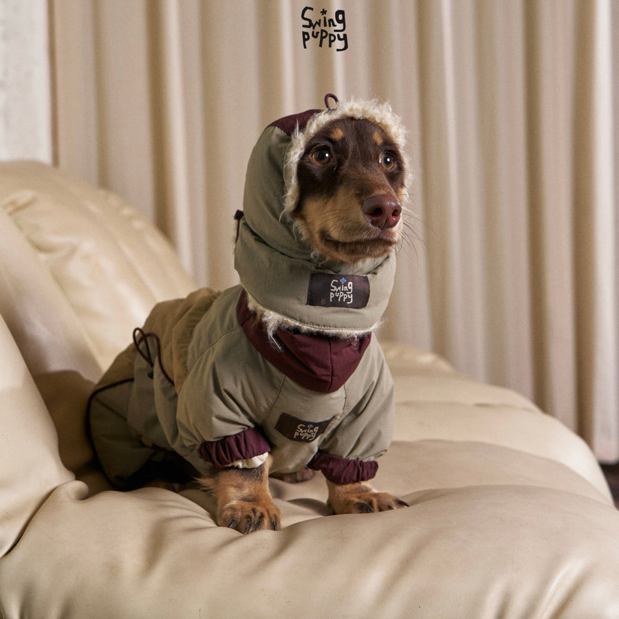 Dachshund wearing an olive hooded puffer bodysuit on a sofa.