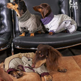 Dogs wearing pale gray hooded puffer bodysuits with burgundy trim.