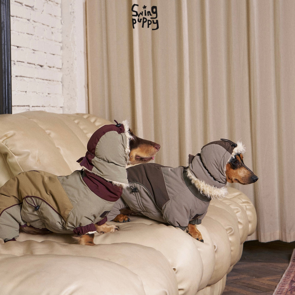 Dachshunds wearing olive and gray hooded puffer bodysuits on a sofa.