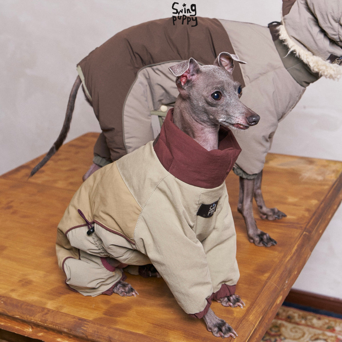 Dog wearing a cream puffer bodysuit with a burgundy collar.