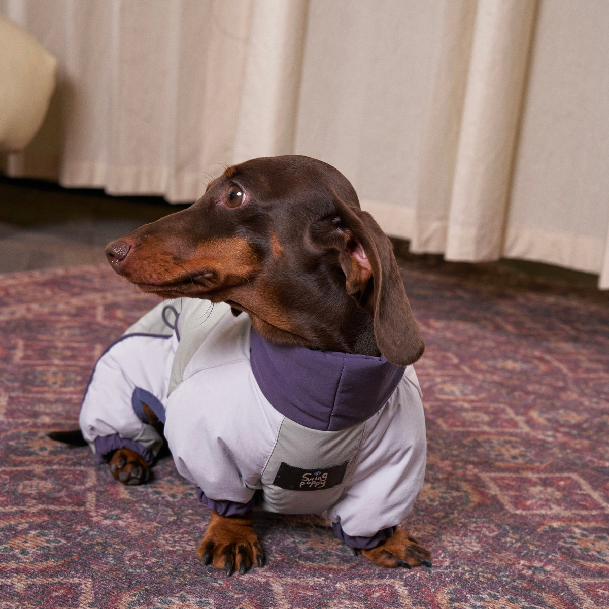 Seated dachshund wearing a pale gray bodysuit with a purple collar.