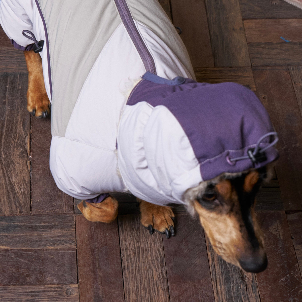 Overhead view of a white and purple puffer bodysuit on a dachshund.