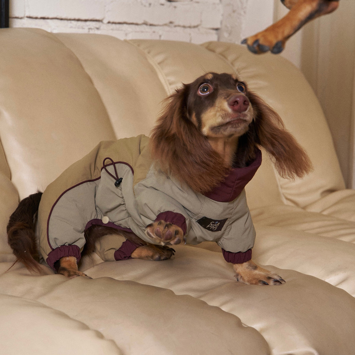 Long-haired dachshund wearing an olive puffer suit with burgundy trim.