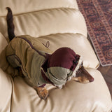 Overhead view of an olive hooded puffer suit on a dachshund.