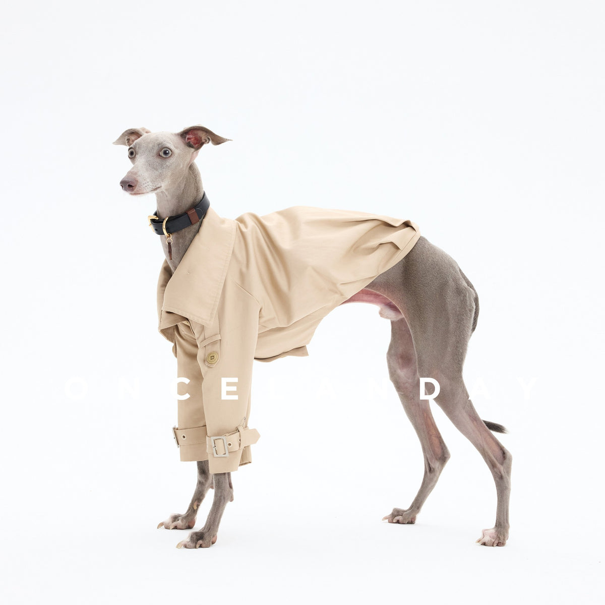 Dog wearing a beige collared short trench coat.