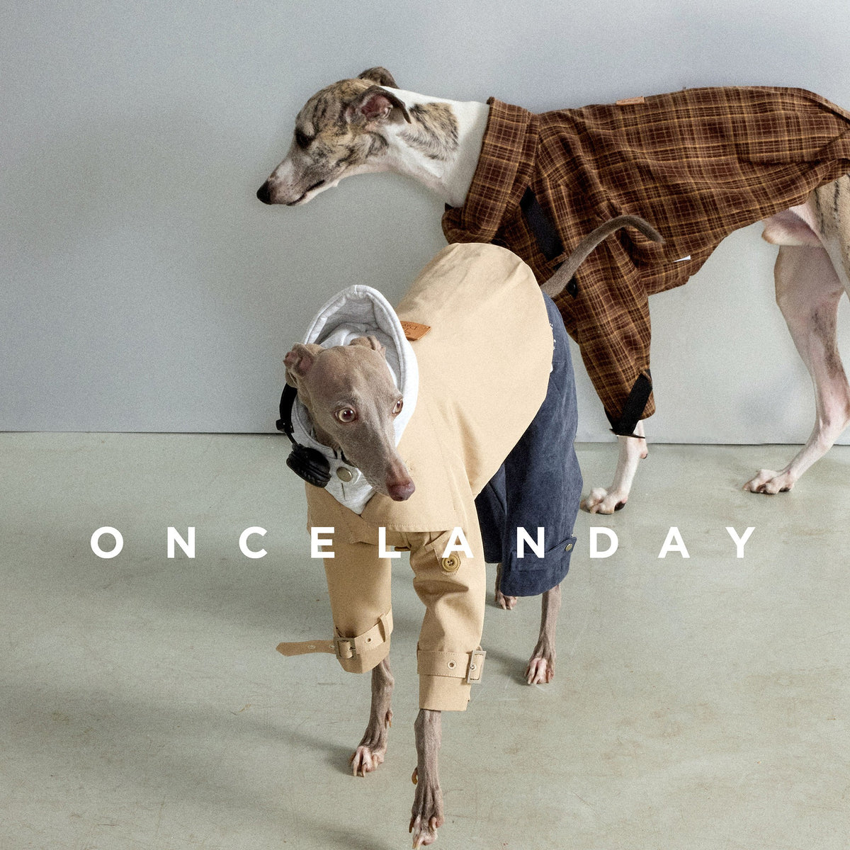 Dogs wearing beige and brown plaid short coats.