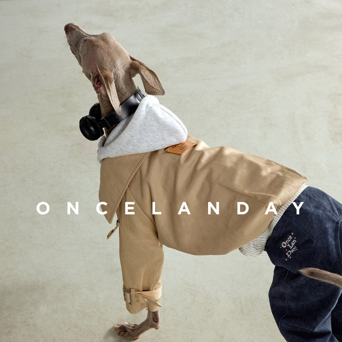 Side view of a beige dog trench coat with a contrasting collar.