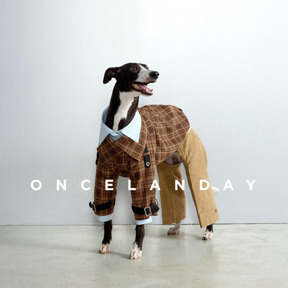 Dog modeling a brown plaid coat with a contrasting pale collar.