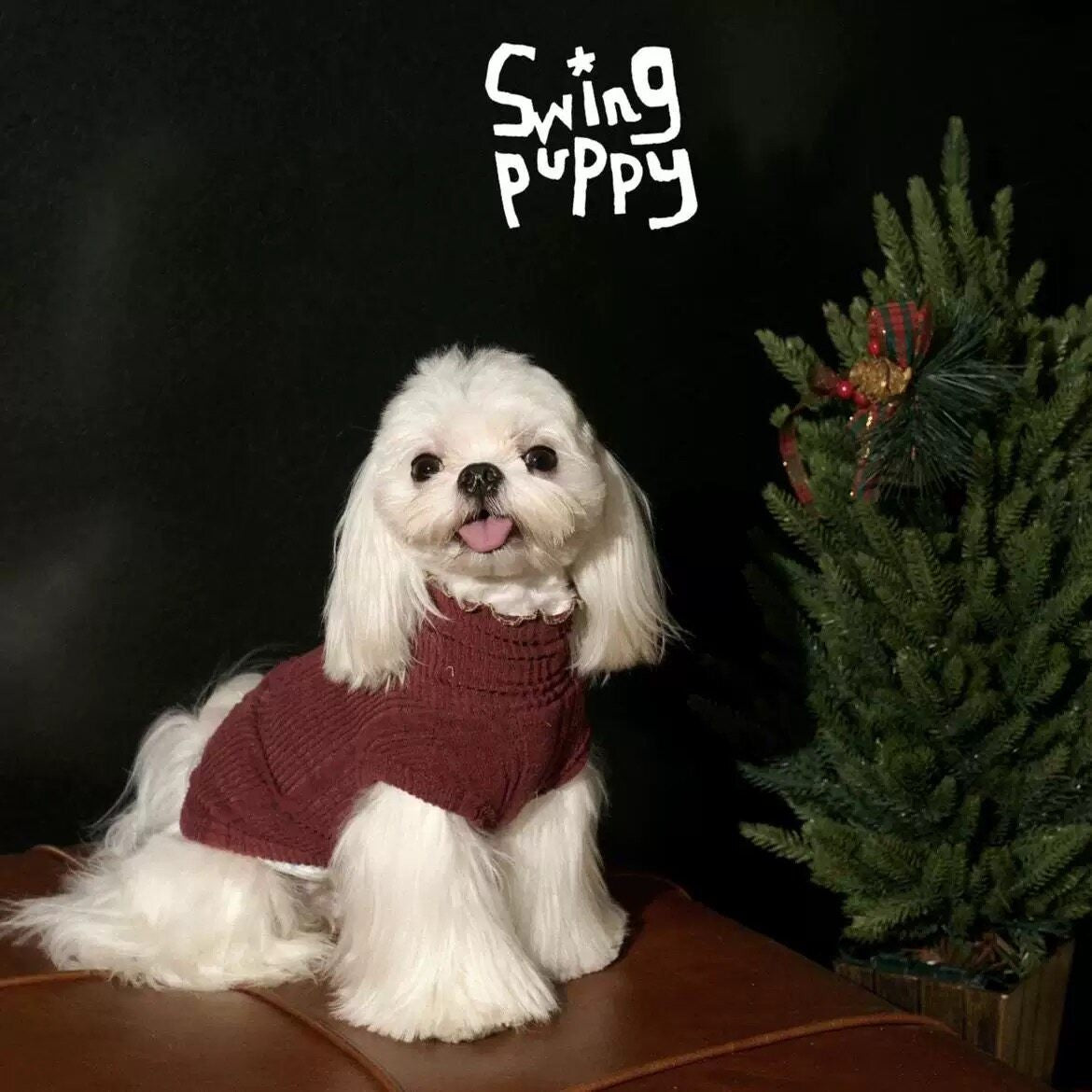 White dog wearing a burgundy knitted turtleneck beside a Christmas tree.