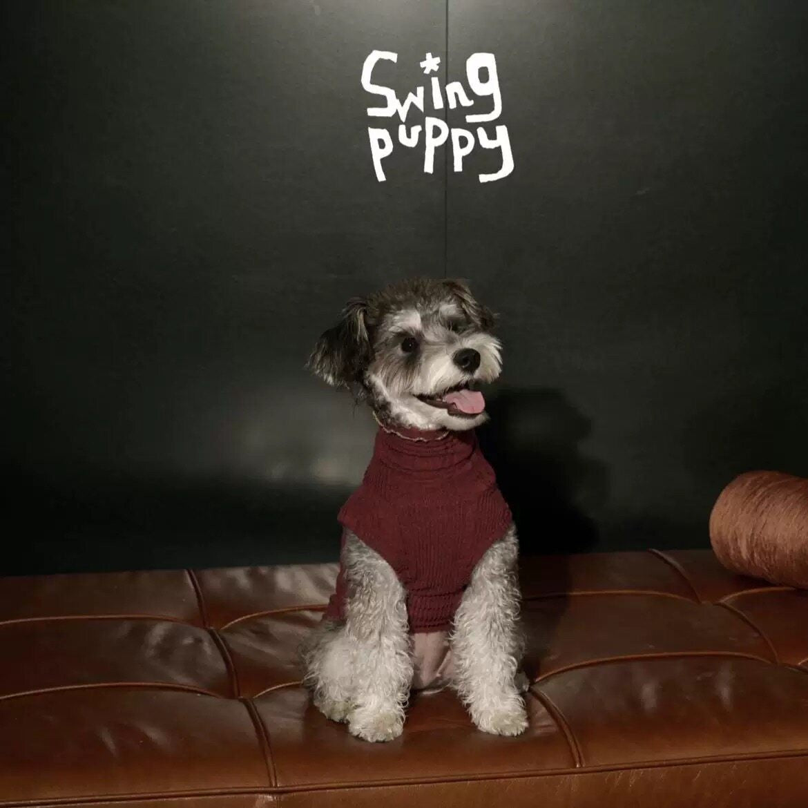 Schnauzer wearing a burgundy sleeveless turtleneck on a sofa.