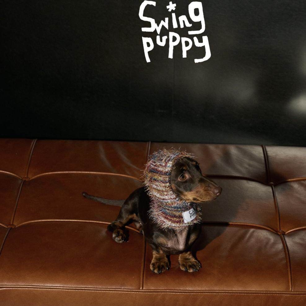 Dachshund wearing a colorful knitted hood on a brown sofa.