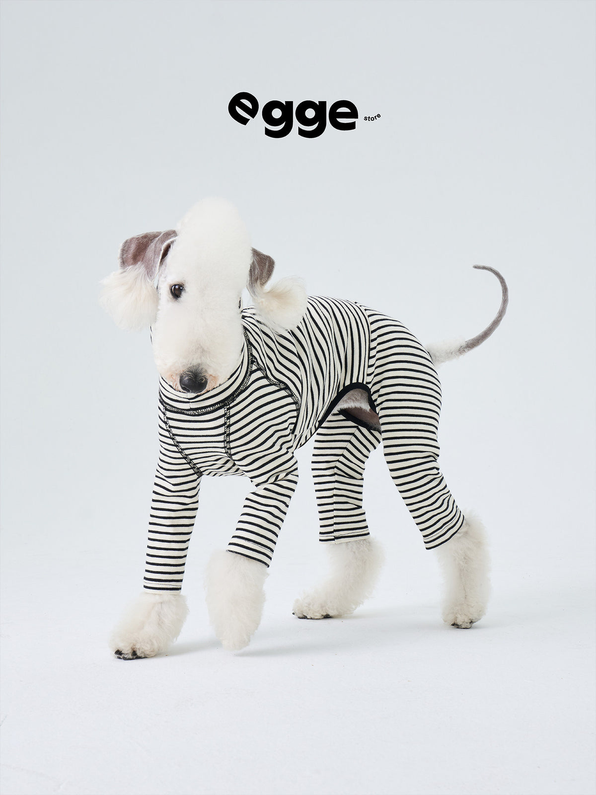 White dog wearing a black and white striped cotton bodysuit.