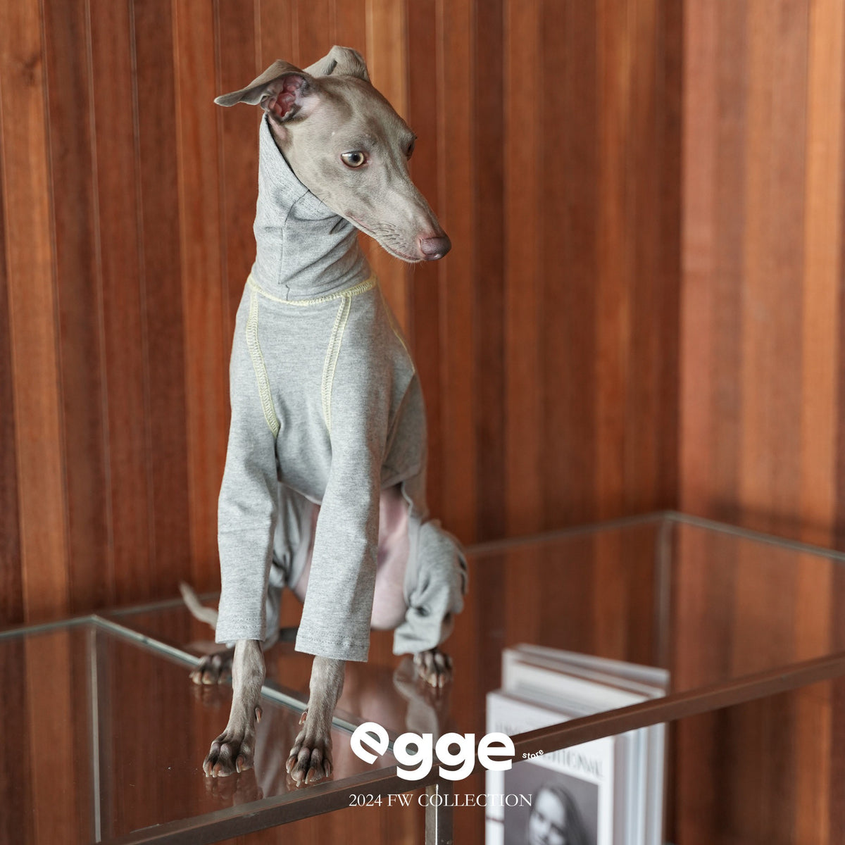 Dog wearing a light gray four-leg bodysuit on a chair.