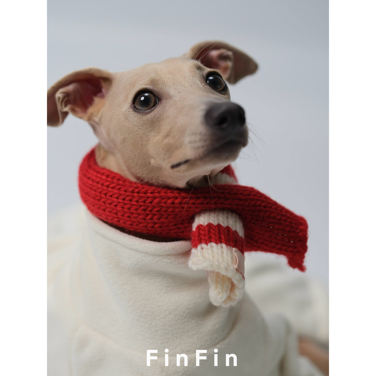 Close-up of a red dog scarf with cream-striped ends.