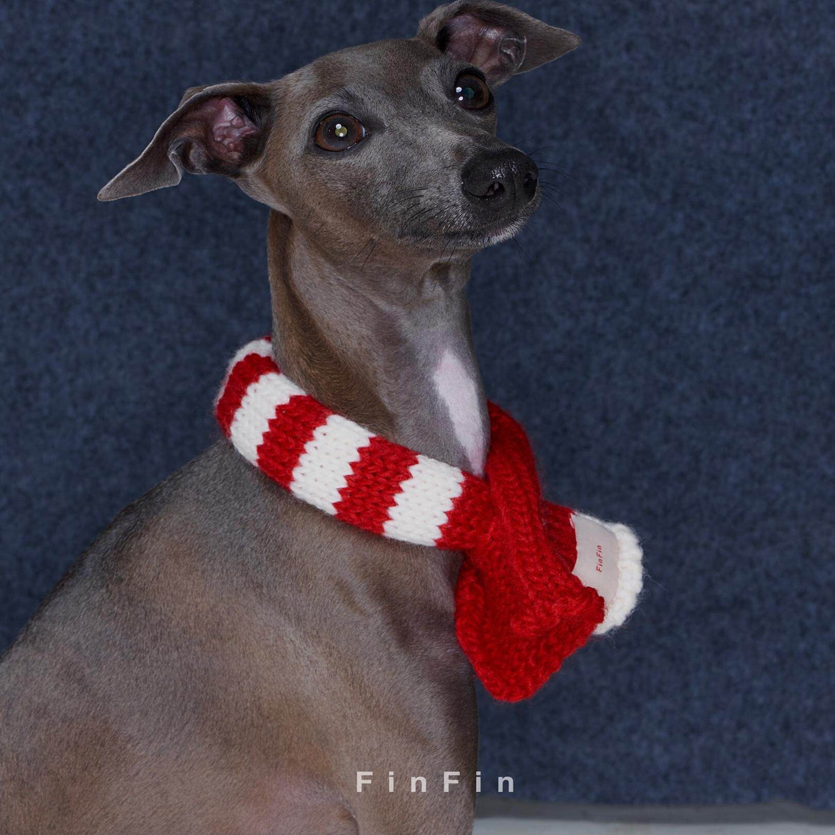Dog modeling a red knitted scarf with cream stripes.