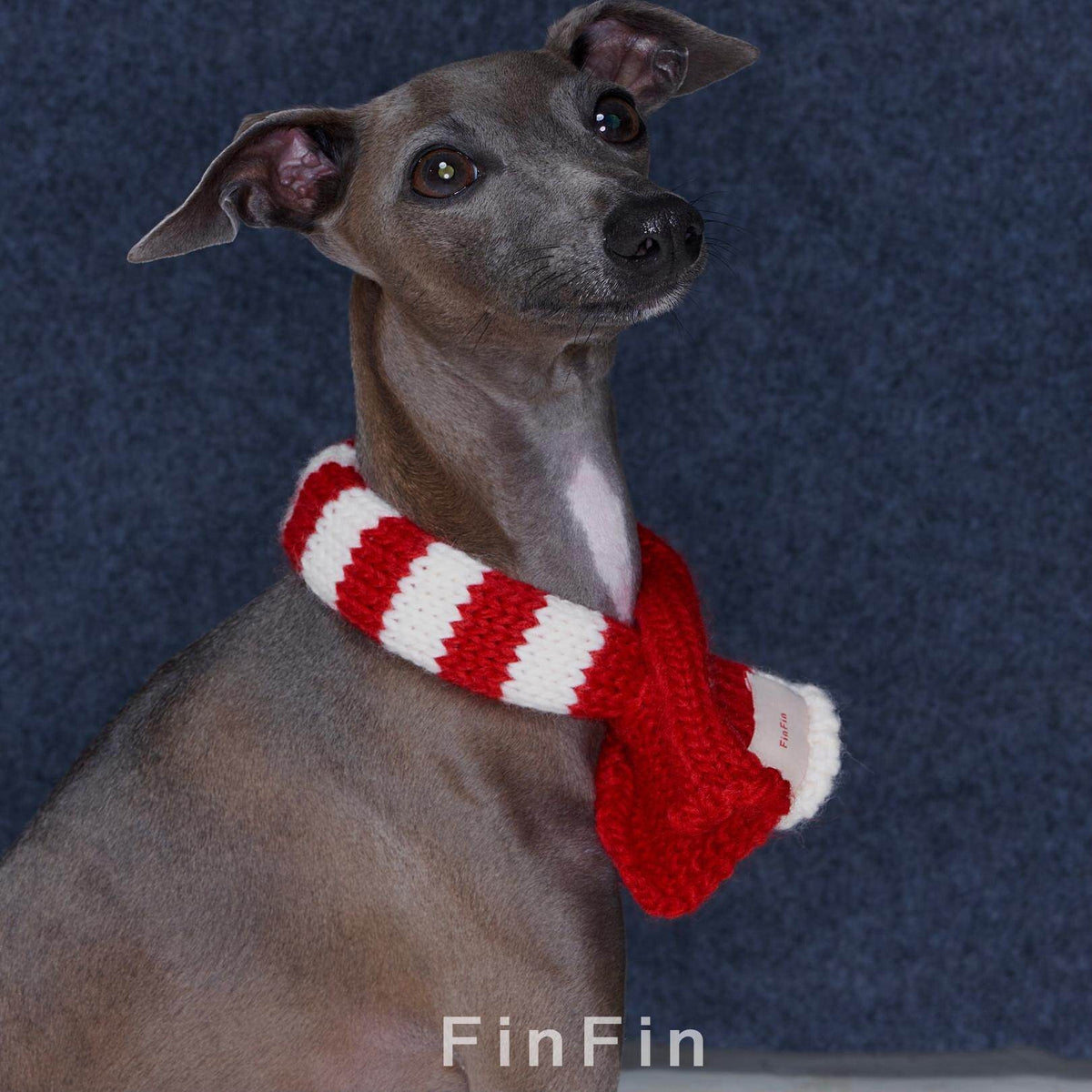 Red and cream striped dog scarf tied around the neck.
