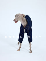 Front view of a dog wearing a navy collared jacket.