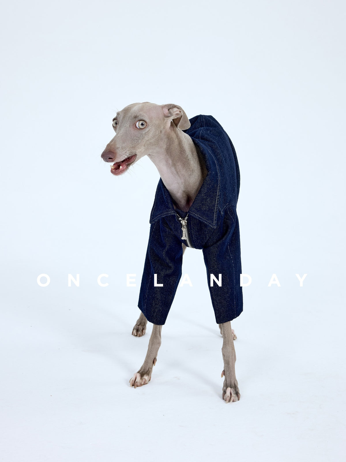 Front view of a dog wearing a navy collared jacket.