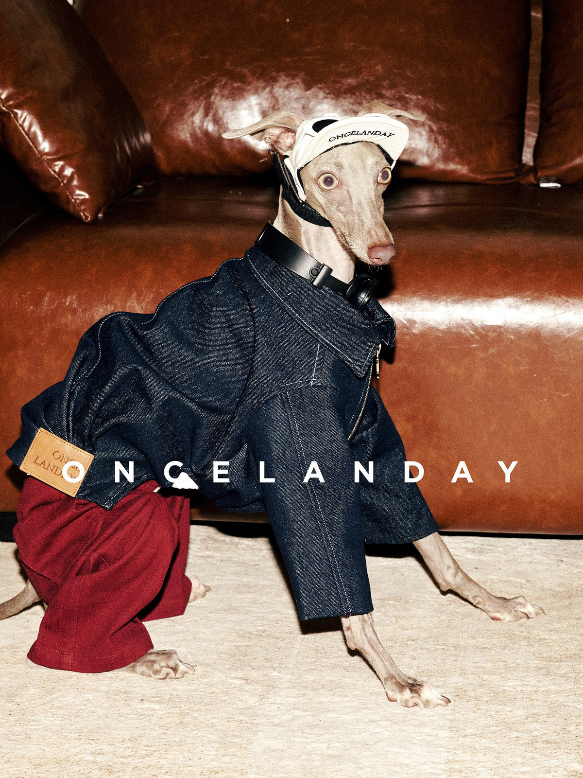 Dog wearing a dark denim jacket with red trousers.