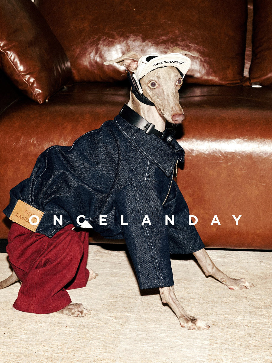 Dog wearing a dark denim jacket with red trousers.