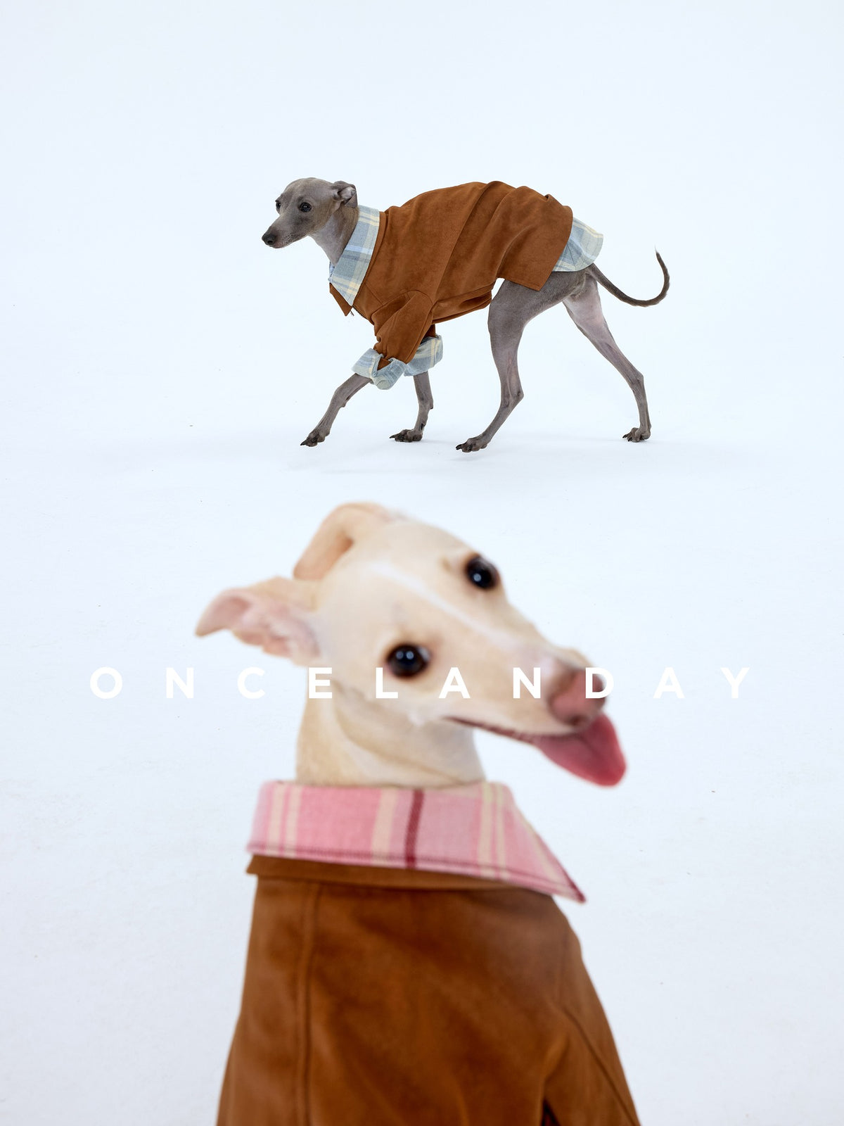 Brown dog jackets shown with contrasting pink shirt collars.