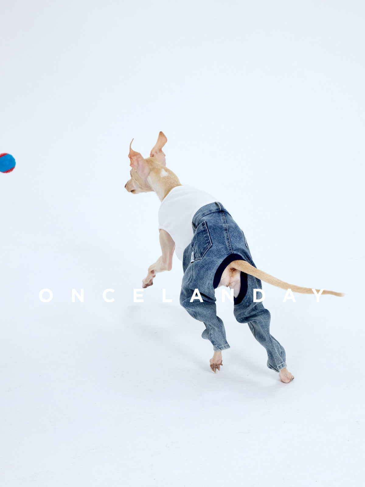 Rear view of a dog in blue jeans jumping toward a toy.