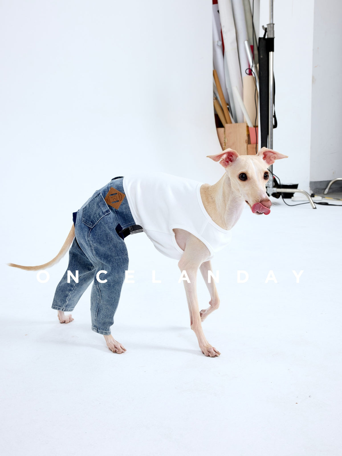 Dog walking in blue jeans and a white sleeveless top.