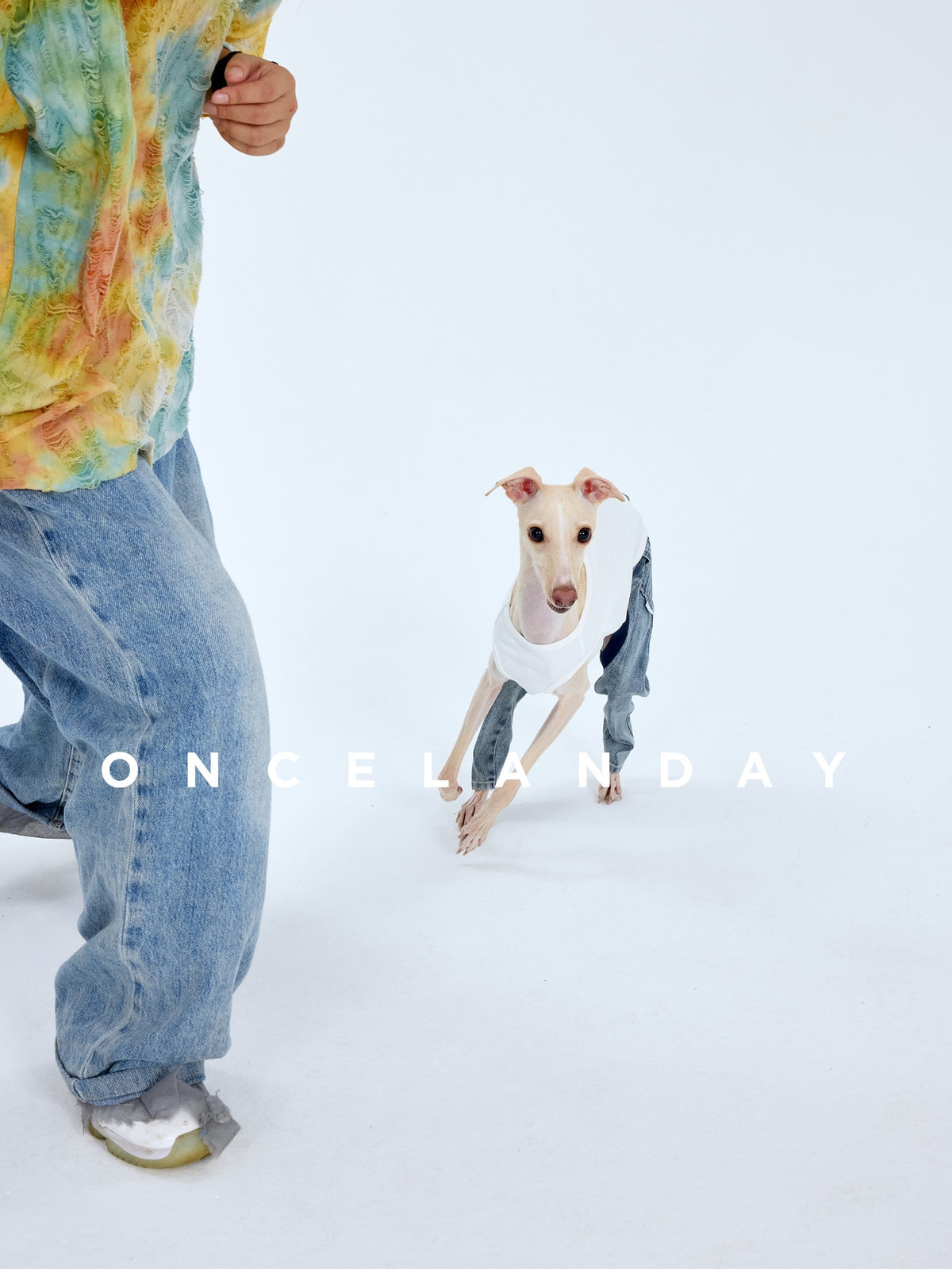 Dog wearing blue jeans while playing near a person.