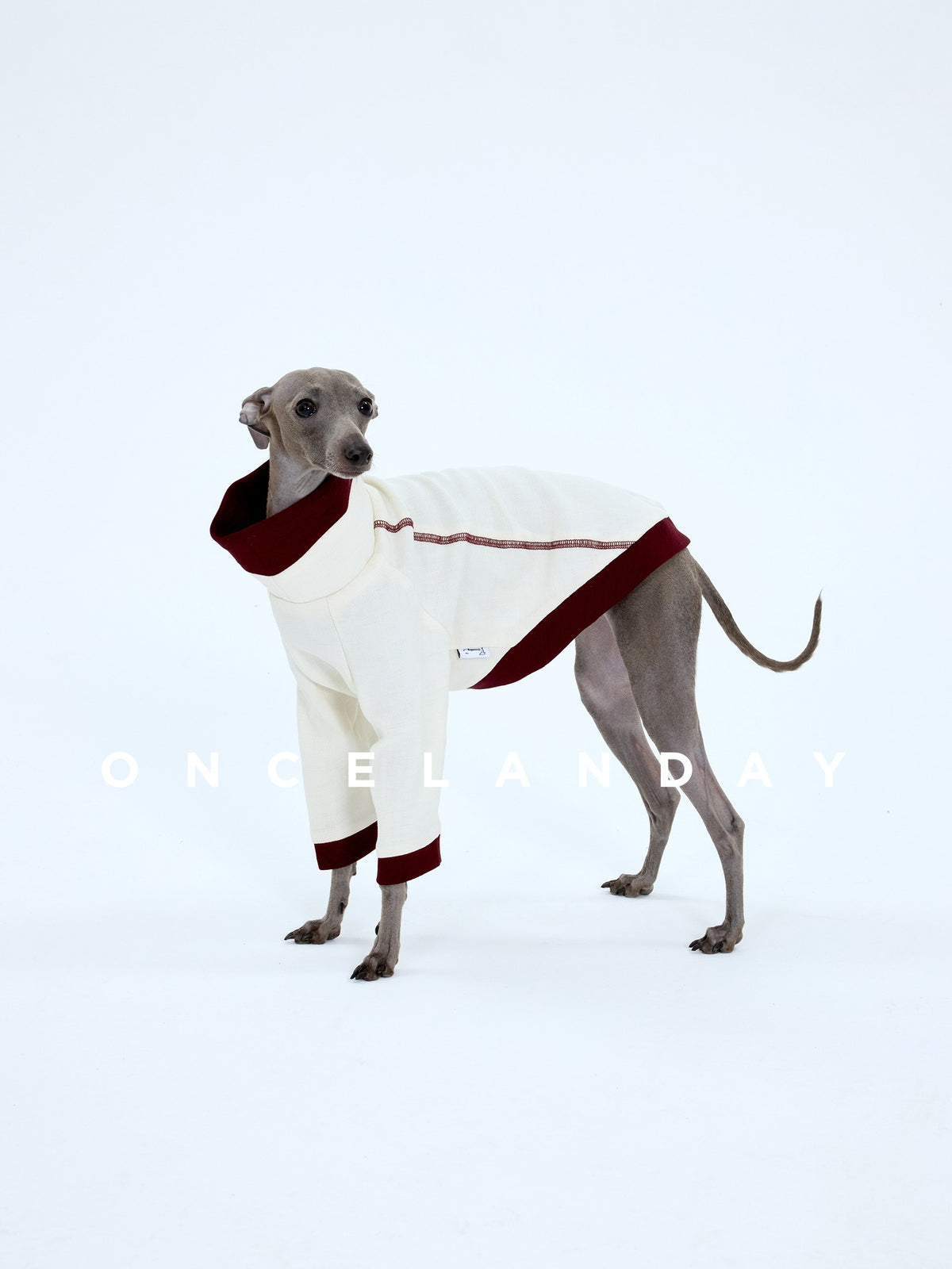Dog wearing a cream top with burgundy collar, hem and sleeve trim.