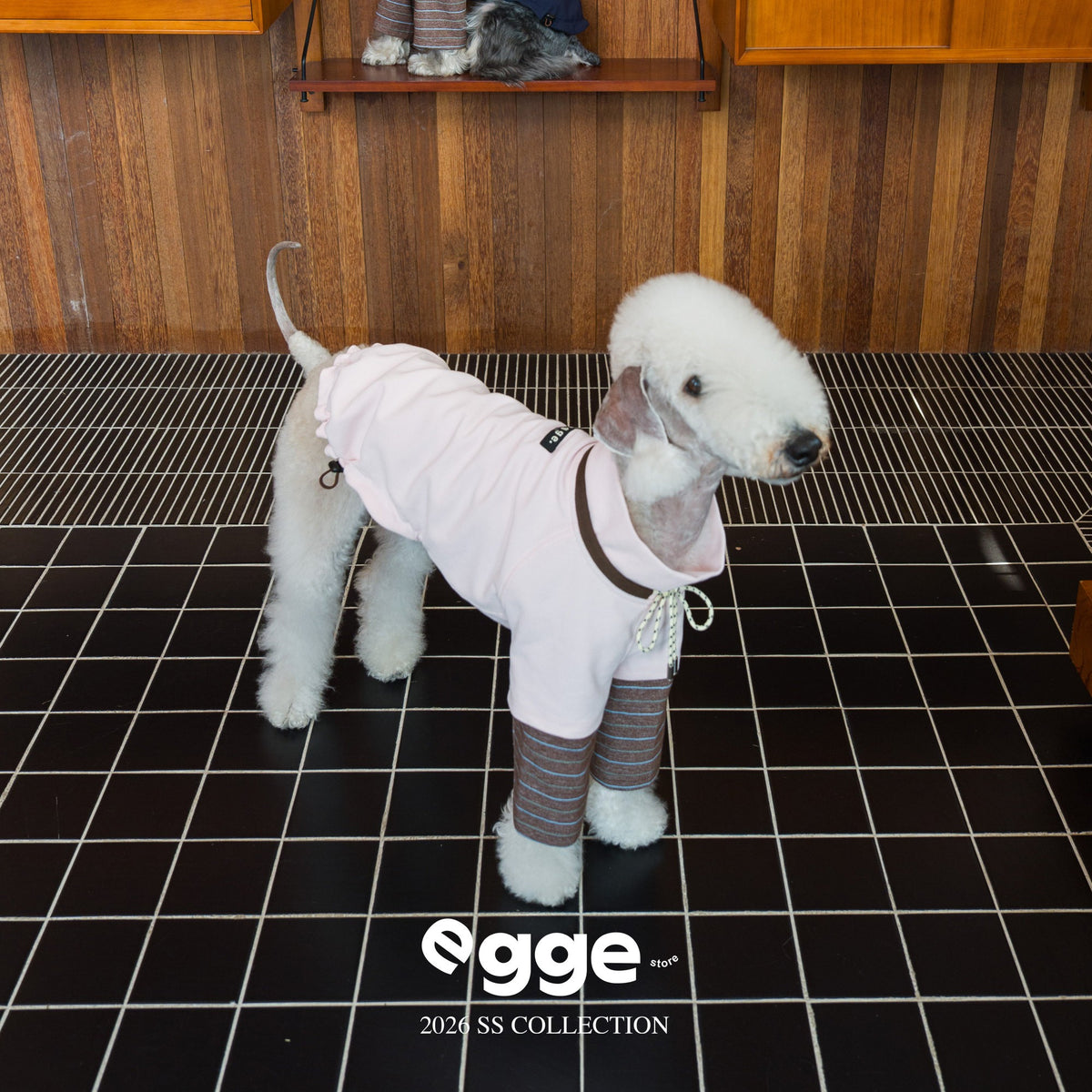 Dog wearing a pale pink varsity sweatshirt with plaid sleeves.