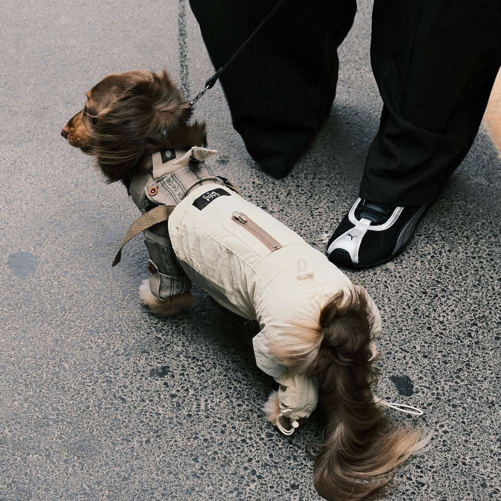 Long-haired dachshund wearing cream overalls with adjustable straps outdoors.