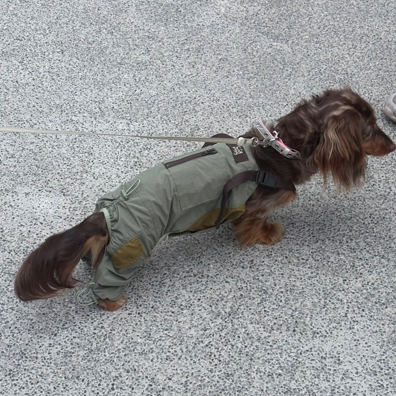 Overhead view of gray-green dog overalls with adjustable straps.