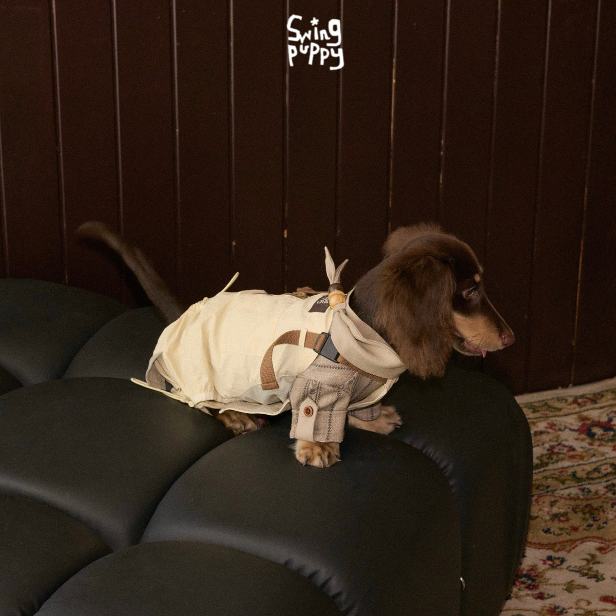 Long-haired dachshund wearing cream overalls on a black chair.