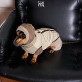 Dachshund wearing a cream padded vest and a knitted hood.