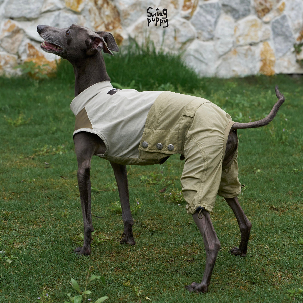 Dog wearing a pale green and gray jumpsuit on grass.