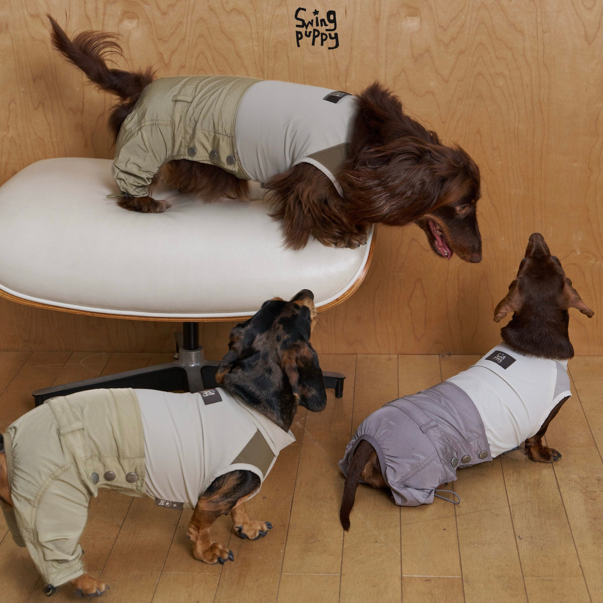 Dachshunds wearing olive and lavender jumpsuits beside a white chair.